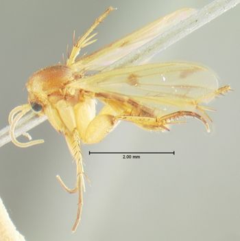 Media type: image;   Entomology 1190 Aspect: habitus lateral view